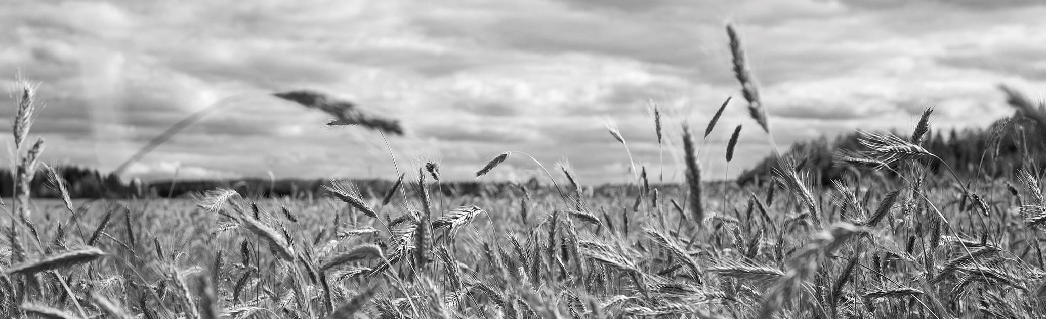 Rug mark til gin produktion